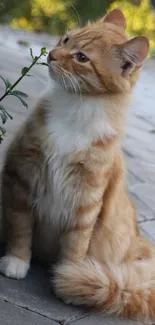 Adorable ginger cat sitting on cobblestone path outdoors.