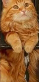 Ginger cat with fluffy orange fur resting on a window sill.