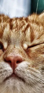 Close-up of a ginger cat winking at the camera with striking blue eyes.