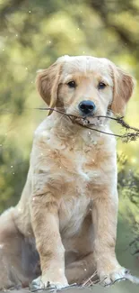 Golden retriever puppy in a natural forest setting with a stick in its mouth.