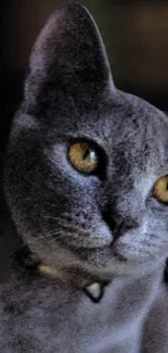 Charming gray cat with amber eyes, wearing a collar.