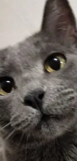 Close-up of charming gray cat with yellow eyes.