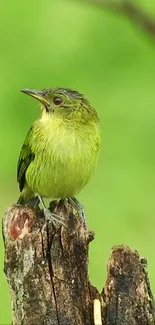 Green bird perched on rustic branch against a green background.