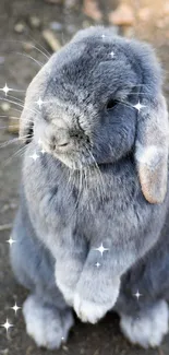 Adorable grey bunny standing outdoors, perfect wallpaper.