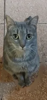 Grey cat with green eyes on a textured floor.