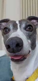 Greyhound dog with yellow collar at home, sitting on a couch.