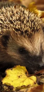 Hedgehog nestled among autumn leaves.