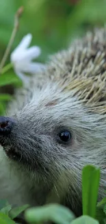 Close-up of a hedgehog surrounded by green leaves in nature.