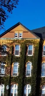 Ivy-covered building with blue sky wallpaper for mobile.