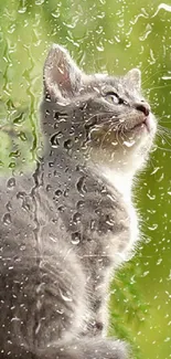 Grey kitten sitting in green nature background, looking upward.