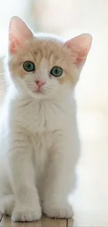 Adorable cream-colored kitten wallpaper for mobile devices.