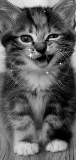 Monochrome image of a playful kitten on a wooden floor.