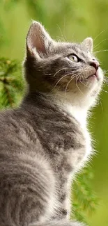 Adorable kitten gazing in lush green background.