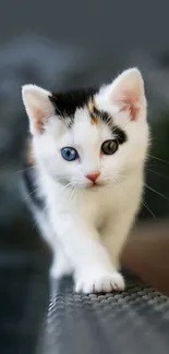 A cute white kitten with heterochromia eyes on a smartphone wallpaper.