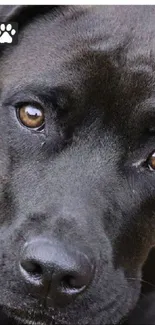 Close-up of Labrador dog with soulful eyes.