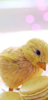 A plate of yellow macarons with a duckling figure in soft lighting.