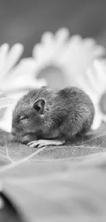 Adorable mouse nestled among daisies on a green leaf background.