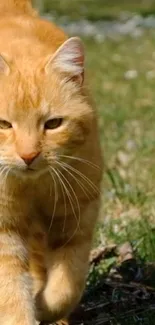 An orange tabby cat walking on grass in a sunlit outdoor scene.