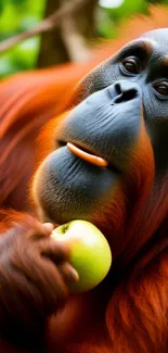 Orangutan holding a green apple with bright orange fur.