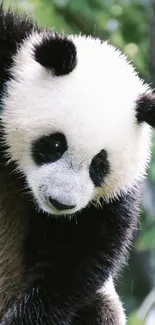 Playful panda climbing a tree in lush green forest.