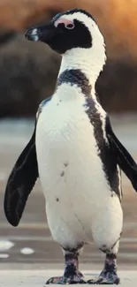 Penguin standing on sandy beach with blurred rocky background.