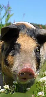 Close-up of a pig in a colorful meadow with flowers.