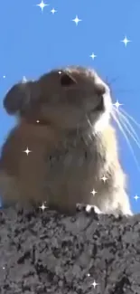 Pika under a starry blue sky on a rocky surface.