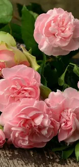 Charming pink roses with green leaves on a wooden surface.