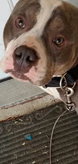 Charming pitbull dog standing on a doormat by the door.