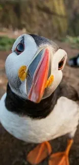 Close-up of a cute puffin standing on a cliff.