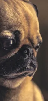 Close-up of a pug dog in warm lighting.