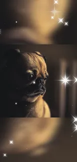 Pug in dark setting with stars shining around.