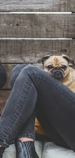 Cute pug nestled against casual outfit with wooden backdrop.