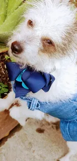 Adorable dog in denim with blue bow tie.