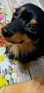 Cute puppy on a colorful floral rug, looking upwards.