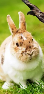 Cute rabbit with a bird soaring above on lush green grass.