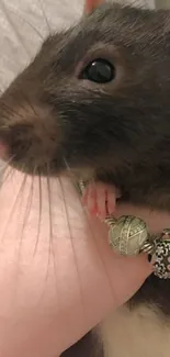 Close-up image of a brown rat held in a hand.