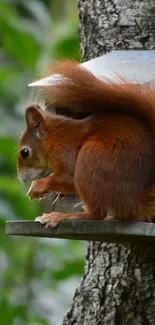 Charming red squirrel on tree with lush greenery background.