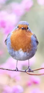 Robin perched on a branch with pink blossoms in the background.