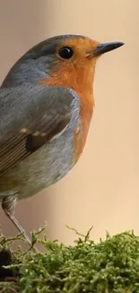 Close-up of a robin bird perched on moss, captured in natural light.