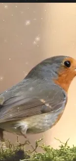 Close-up of a robin with a soft sparkling background.