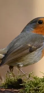 Vibrant robin bird on moss in natural setting wallpaper