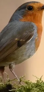 A vibrant robin bird perched on lush green moss.