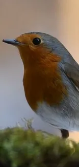 Mobile wallpaper featuring a charming robin bird in nature.