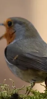 Robin perched on moss, serene mobile wallpaper.