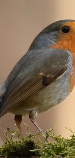 Robin perched on lush moss in a natural setting.