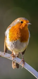 A charming robin perched against a green backdrop.