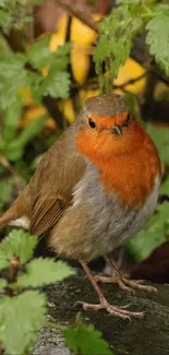 Close-up of a robin on a branch with lush green background.