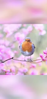 Robin sitting on cherry blossoms in springtime.