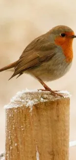 Robin perched on a frosty wooden post in serene winter setting.